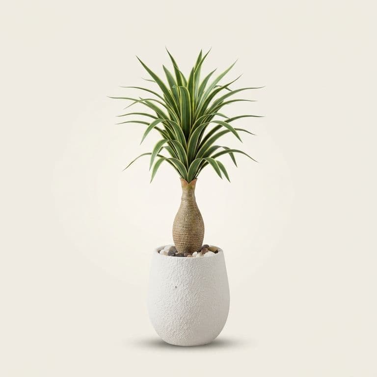 ORBE 30CM + YUCCA M