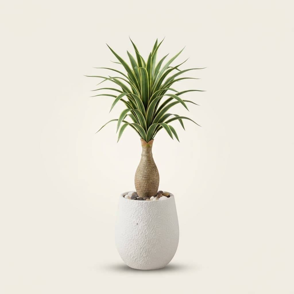ORBE 30CM + YUCCA M