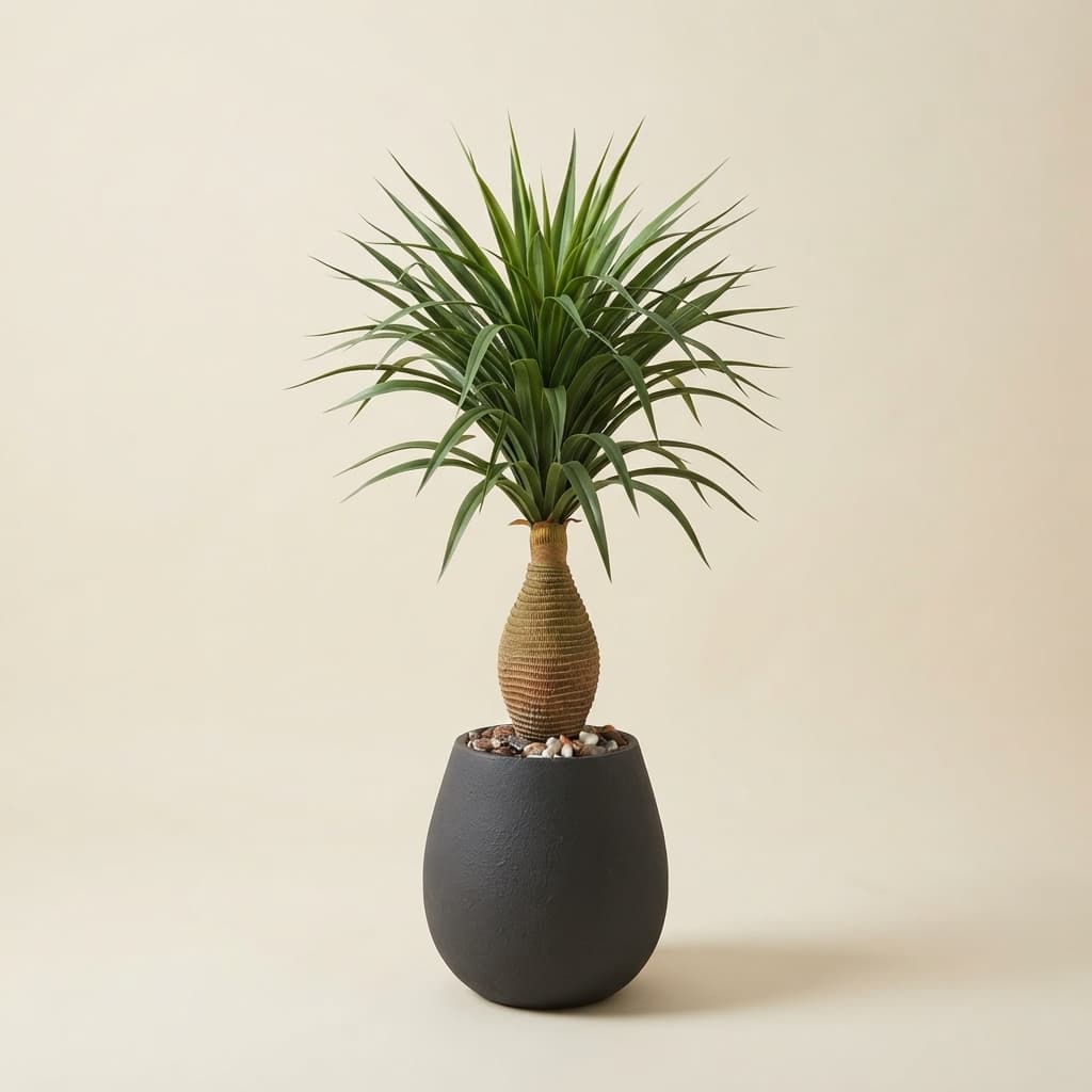 ORBE 50CM +YUCCA L